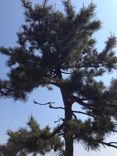 f:id:vivaviva2012:20130510122706j:plain f:id:vivaviva2012:20130510122706j:plain