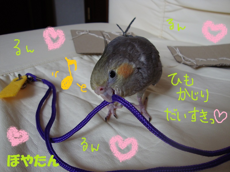 f:id:voyatan:20140503162635j:plain f:id:voyatan:20140503162635j:plain