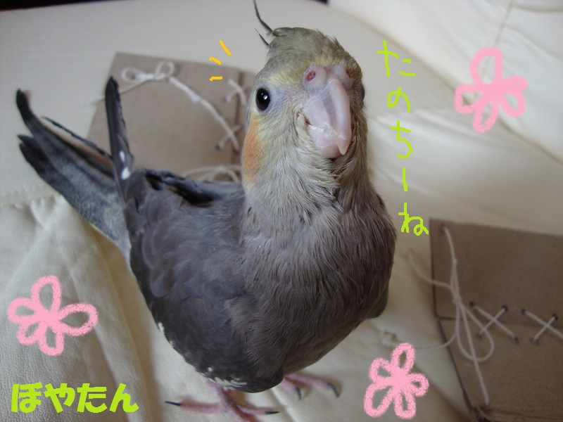 f:id:voyatan:20140503162636j:plain f:id:voyatan:20140503162636j:plain