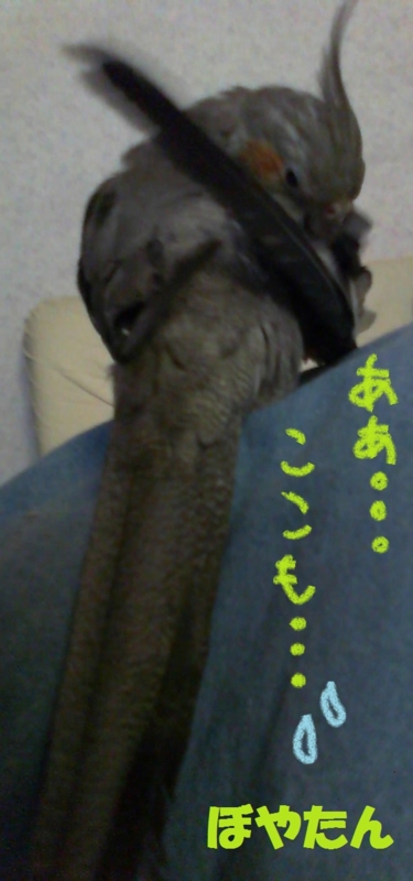 f:id:voyatan:20140710211221j:plain f:id:voyatan:20140710211221j:plain