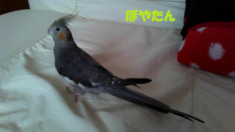 f:id:voyatan:20140710211222j:plain f:id:voyatan:20140710211222j:plain