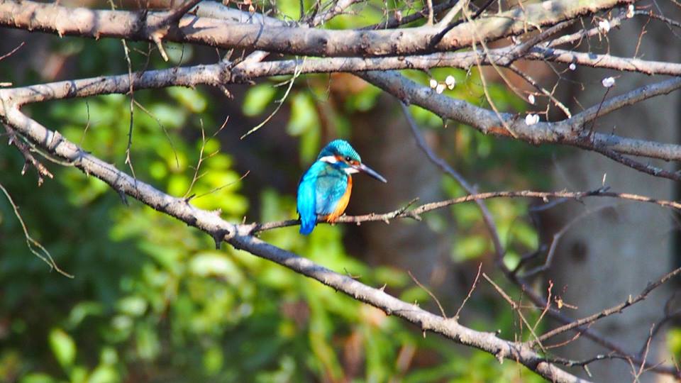 かわせみ wa3obama’s diary