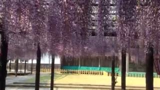 f:id:wacag:20140424180047j:plain f:id:wacag:20140424180047j:plain