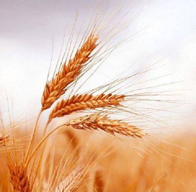 f:id:wacag:20140929173431j:plain f:id:wacag:20140929173431j:plain