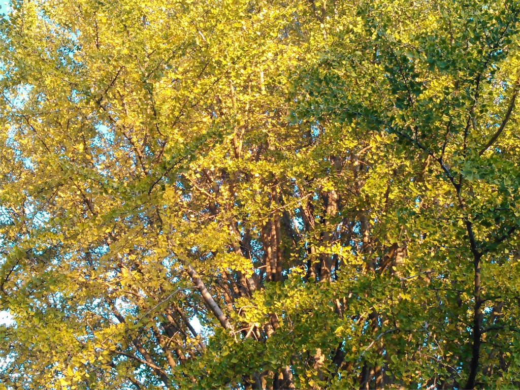 f:id:wacag:20151130222910j:image f:id:wacag:20151130222910j:image