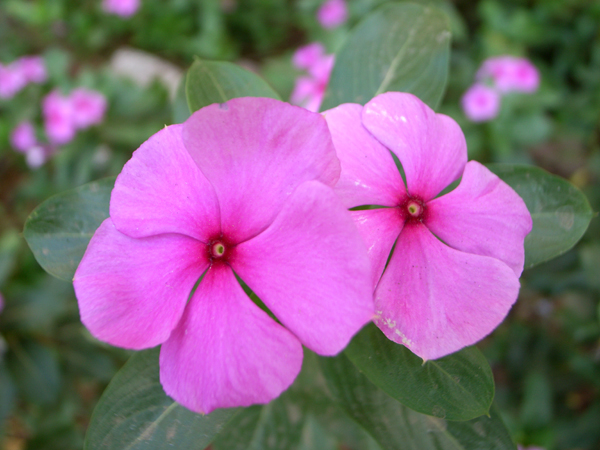 f:id:wadahiromi:20090217202512j:image:w360:right f:id:wadahiromi:20090217202512j:image:w360:right