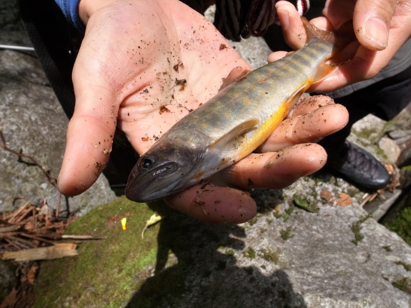 f:id:wak2006:20130727113524j:plain f:id:wak2006:20130727113524j:plain