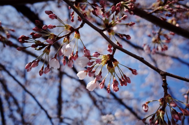 f:id:wak2006:20150409162833j:plain