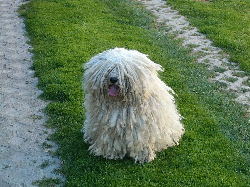 最近気になっている犬。(※ Wiki ...