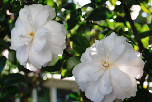 f:id:walden:20141130232033j:image