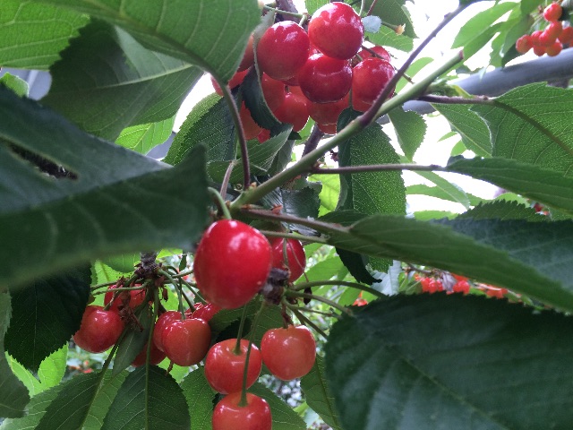 f:id:walkinghide:20150615232539j:image f:id:walkinghide:20150615232539j:image