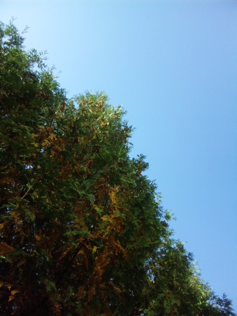 f:id:waltham70:20131010124637j:plain