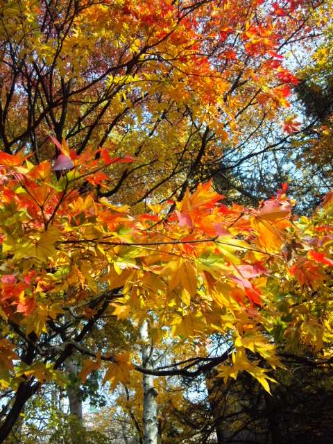 f:id:waltham70:20131030123957j:plain