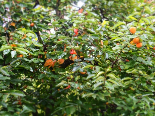 f:id:waltham70:20141107213853j:plain f:id:waltham70:20141107213853j:plain