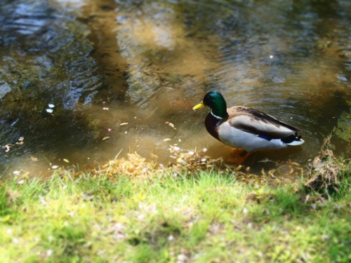 f:id:waltham70:20150512231649j:plain f:id:waltham70:20150512231649j:plain