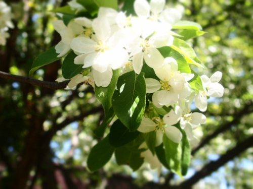 f:id:waltham70:20150512231653j:plain f:id:waltham70:20150512231653j:plain