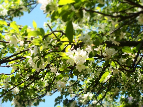 f:id:waltham70:20150512231657j:plain f:id:waltham70:20150512231657j:plain