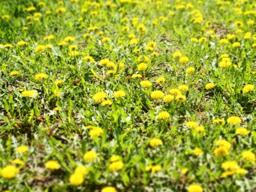 f:id:waltham70:20150512231902j:plain f:id:waltham70:20150512231902j:plain