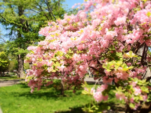 f:id:waltham70:20150512232024j:plain f:id:waltham70:20150512232024j:plain