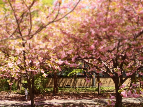 f:id:waltham70:20150512232244j:plain f:id:waltham70:20150512232244j:plain