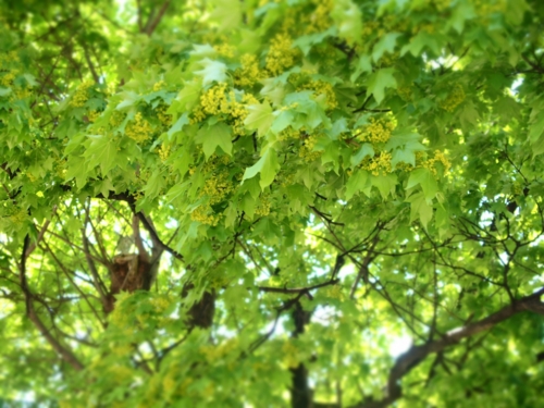 f:id:waltham70:20150512232412j:plain f:id:waltham70:20150512232412j:plain