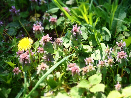 f:id:waltham70:20150513001809j:plain f:id:waltham70:20150513001809j:plain