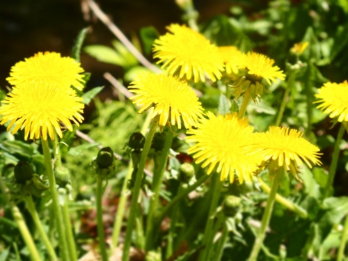 f:id:waltham70:20150513001814j:plain f:id:waltham70:20150513001814j:plain