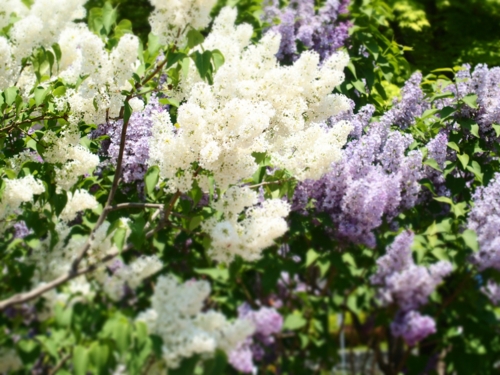 f:id:waltham70:20150526124323j:plain f:id:waltham70:20150526124323j:plain