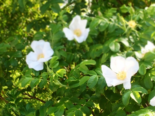 f:id:waltham70:20150529232717j:plain f:id:waltham70:20150529232717j:plain