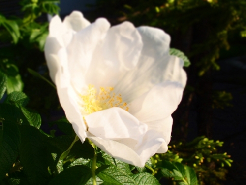 f:id:waltham70:20150529232722j:plain f:id:waltham70:20150529232722j:plain