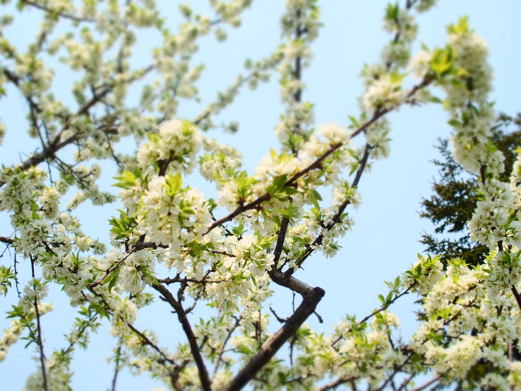 f:id:waltham70:20160523004513j:plain f:id:waltham70:20160523004513j:plain