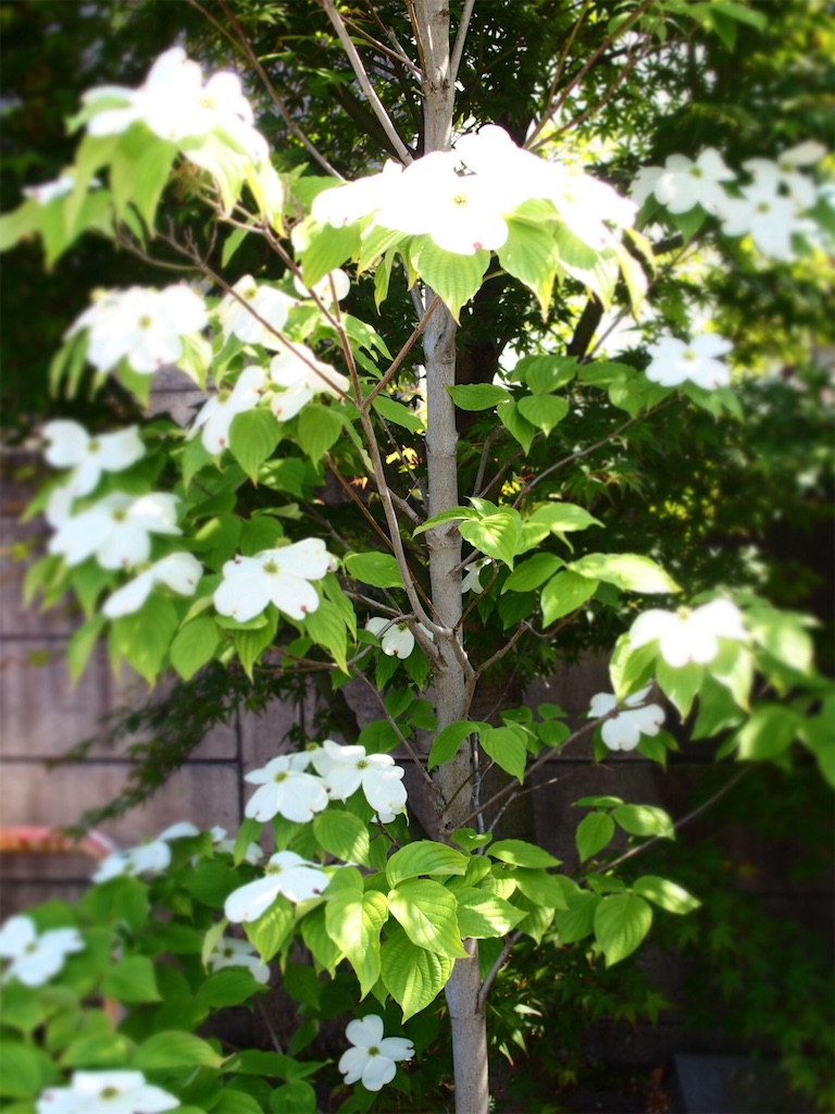 f:id:waltham70:20160605214256j:plain