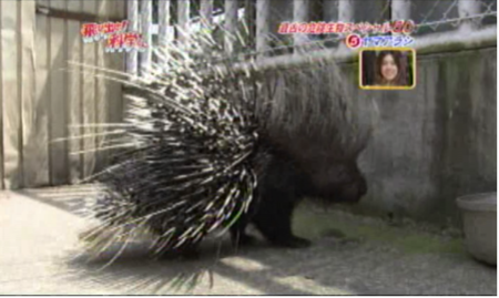 f:id:waman:20120602090406p:image f:id:waman:20120602090406p:image