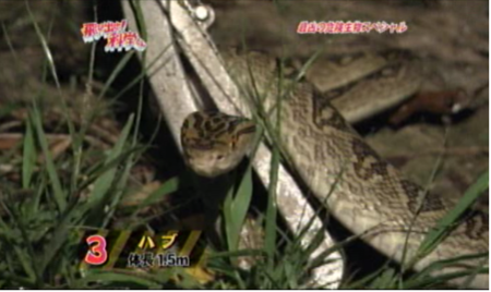 f:id:waman:20120602090418p:image f:id:waman:20120602090418p:image