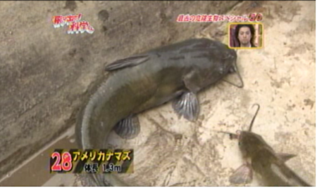 f:id:waman:20120604222118p:image f:id:waman:20120604222118p:image