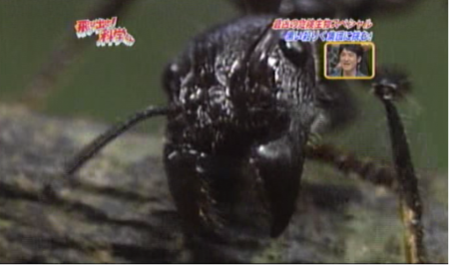 f:id:waman:20120604222205p:image f:id:waman:20120604222205p:image