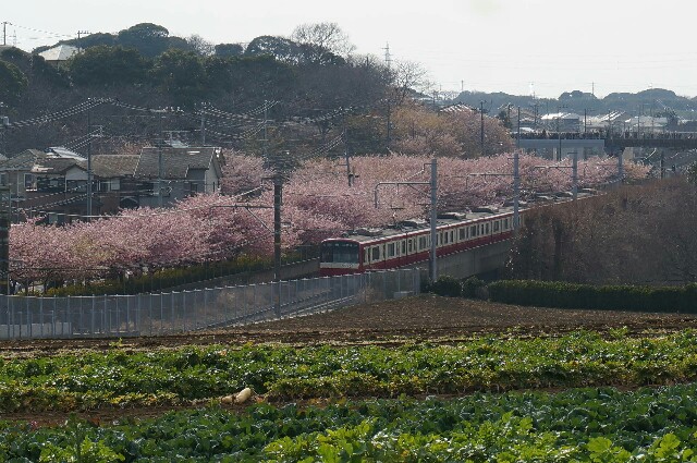 f:id:wan_kuma_piyopiyo:20160312071716j:image f:id:wan_kuma_piyopiyo:20160312071716j:image