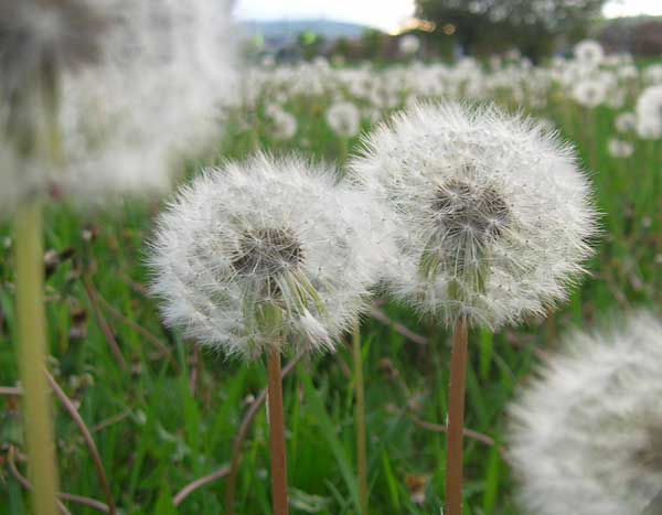 f:id:wandafa:20130607000616j:plain f:id:wandafa:20130607000616j:plain