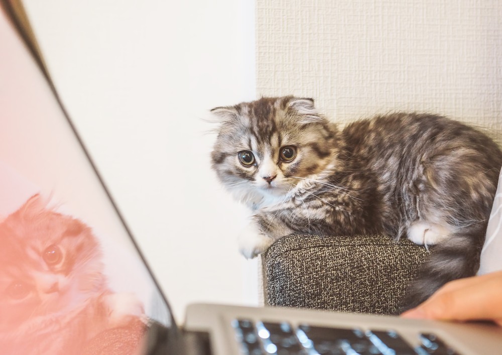 f:id:wasbi01:20151218110259j:plain