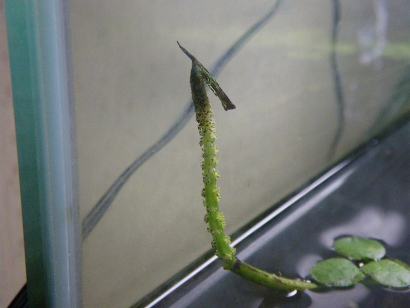 f:id:water_flea:20090802194121j:image f:id:water_flea:20090802194121j:image