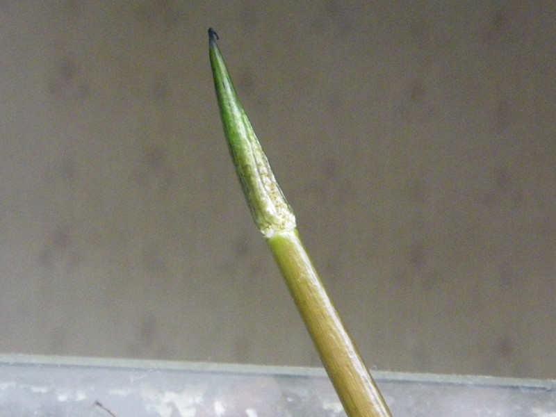 f:id:water_flea:20091017071425j:image f:id:water_flea:20091017071425j:image