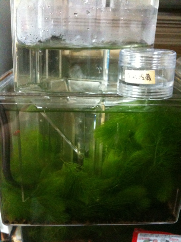 f:id:water_flea:20100308155419j:image:h300 f:id:water_flea:20100308155419j:image:h300