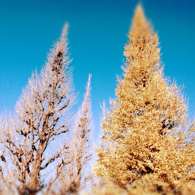 f:id:waxing-and-waning_moon:20131215123041j:plain f:id:waxing-and-waning_moon:20131215123041j:plain