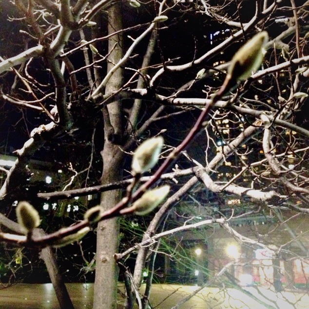 f:id:waxing-and-waning_moon:20140129215033j:plain f:id:waxing-and-waning_moon:20140129215033j:plain
