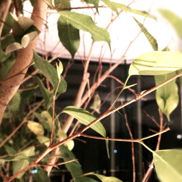 f:id:waxing-and-waning_moon:20140130202323j:plain f:id:waxing-and-waning_moon:20140130202323j:plain