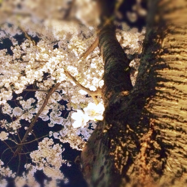 f:id:waxing-and-waning_moon:20140401211830j:plain f:id:waxing-and-waning_moon:20140401211830j:plain