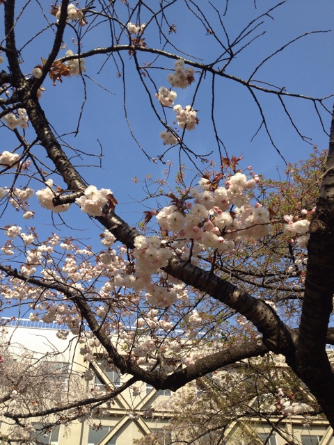 f:id:waxing-and-waning_moon:20140412193424j:plain f:id:waxing-and-waning_moon:20140412193424j:plain