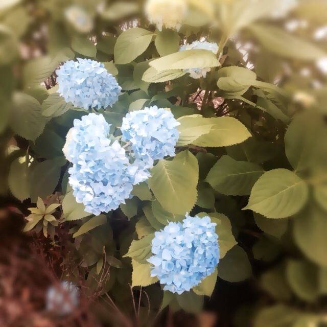 f:id:waxing-and-waning_moon:20140526214429j:plain f:id:waxing-and-waning_moon:20140526214429j:plain