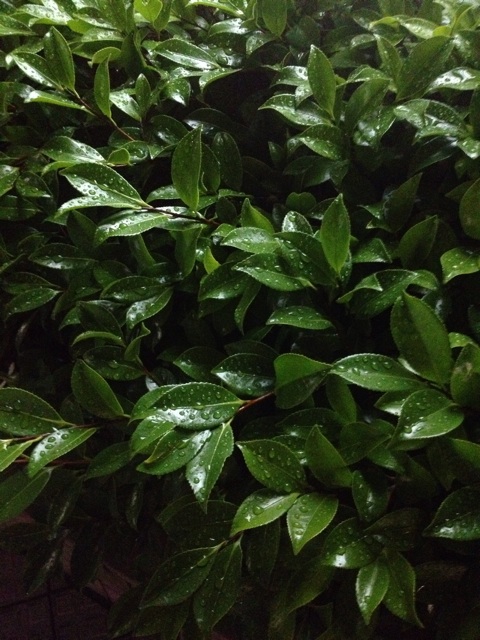 f:id:waxing-and-waning_moon:20140610220921j:plain f:id:waxing-and-waning_moon:20140610220921j:plain