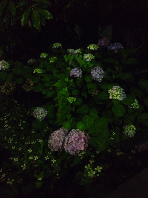 f:id:waxing-and-waning_moon:20140612215750j:plain f:id:waxing-and-waning_moon:20140612215750j:plain